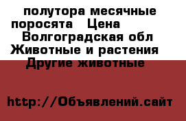 полутора месячные поросята › Цена ­ 3 000 - Волгоградская обл. Животные и растения » Другие животные   